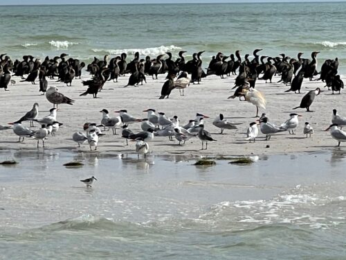 The 403-acre Anclote Key park is home to more than 43 species of beloved birds, including the American oystercatcher, bald eagle and piping plover.