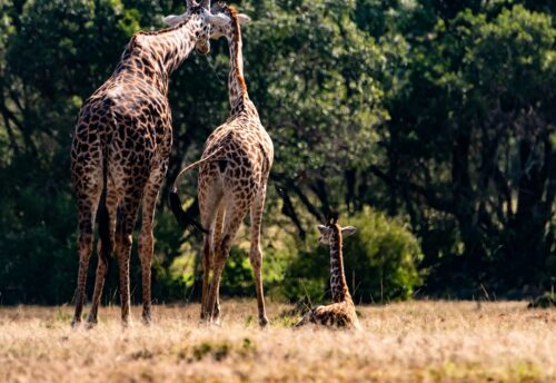 Sighting a dad mom and baby giraffe at the Enonkishu Conservancy Rose Palmer