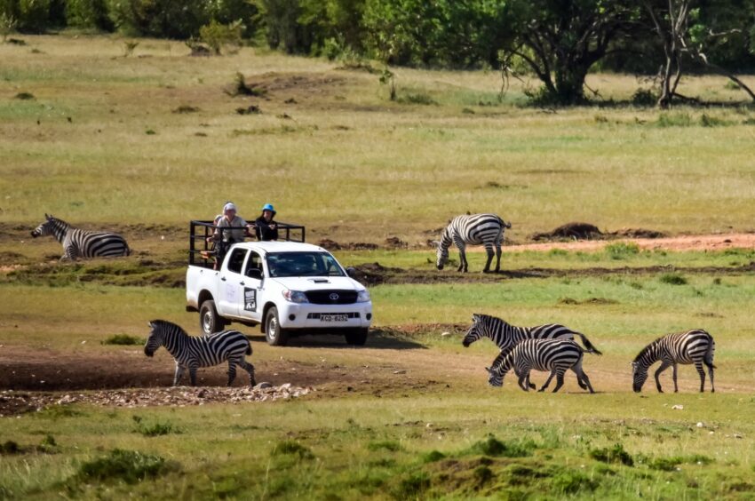 Volunteers drive through Enonkishu Conservancy counting the wildlife Rose Palmer