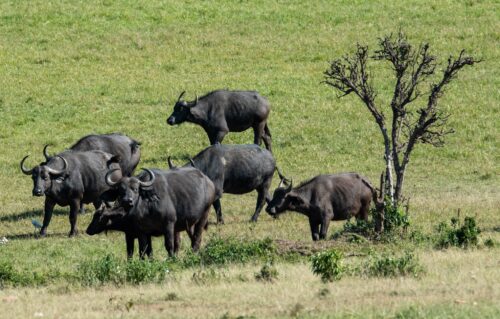 Water buffalo are also a common sight on the recovered grass plains of Enonkishu Conservancy Rose Palmer
