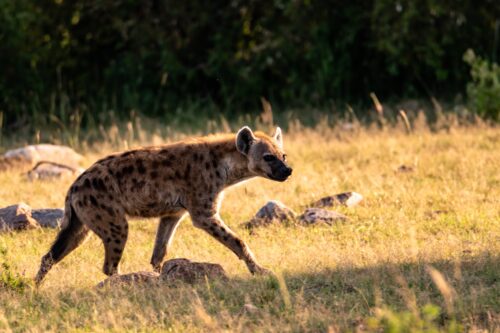 We spot a spotted hyena on an early morning data gathering drive Rose Palmer