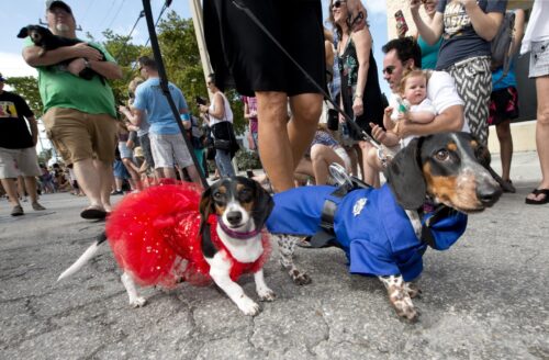 dachshunds in Key West