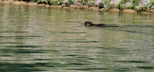The river ecosystem has a lot of wildlife like this adult nutria swimming alongside the river bank.