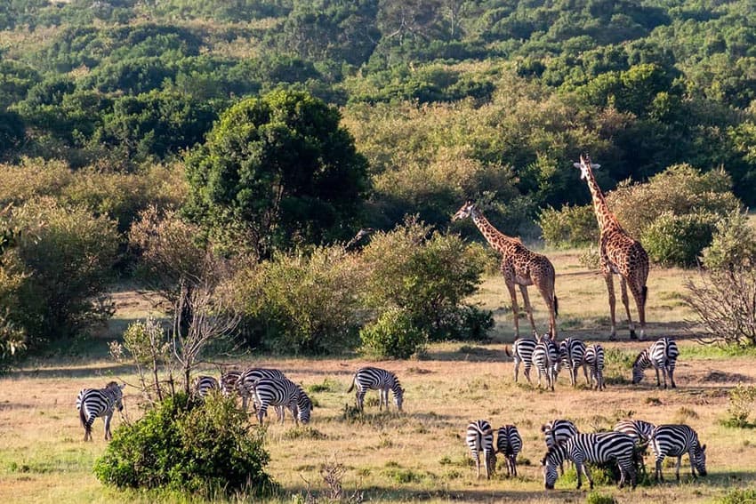 Enonkishu Conservancy