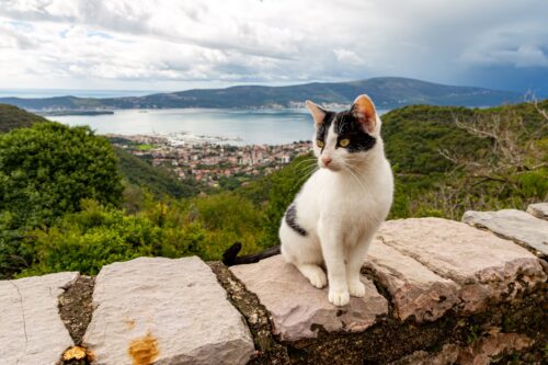 Gornja Lastva offers beautiful overlooks on the Bay of Tivat, and a comfortable home to several cats.