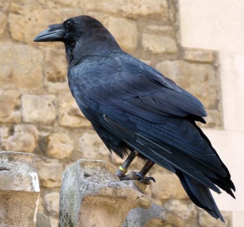 One of the special ravens who live in the Tower of London.