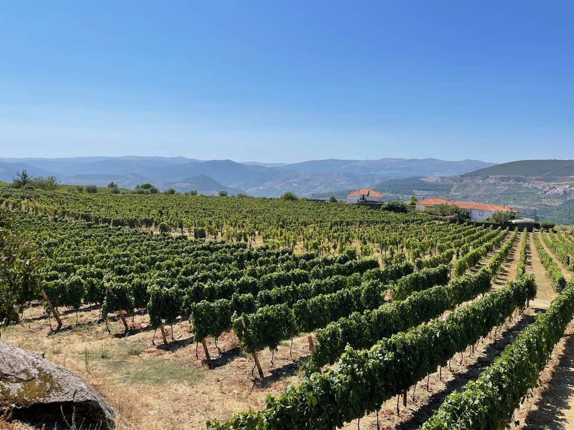 Vineyards are everywhere along the Douro River.