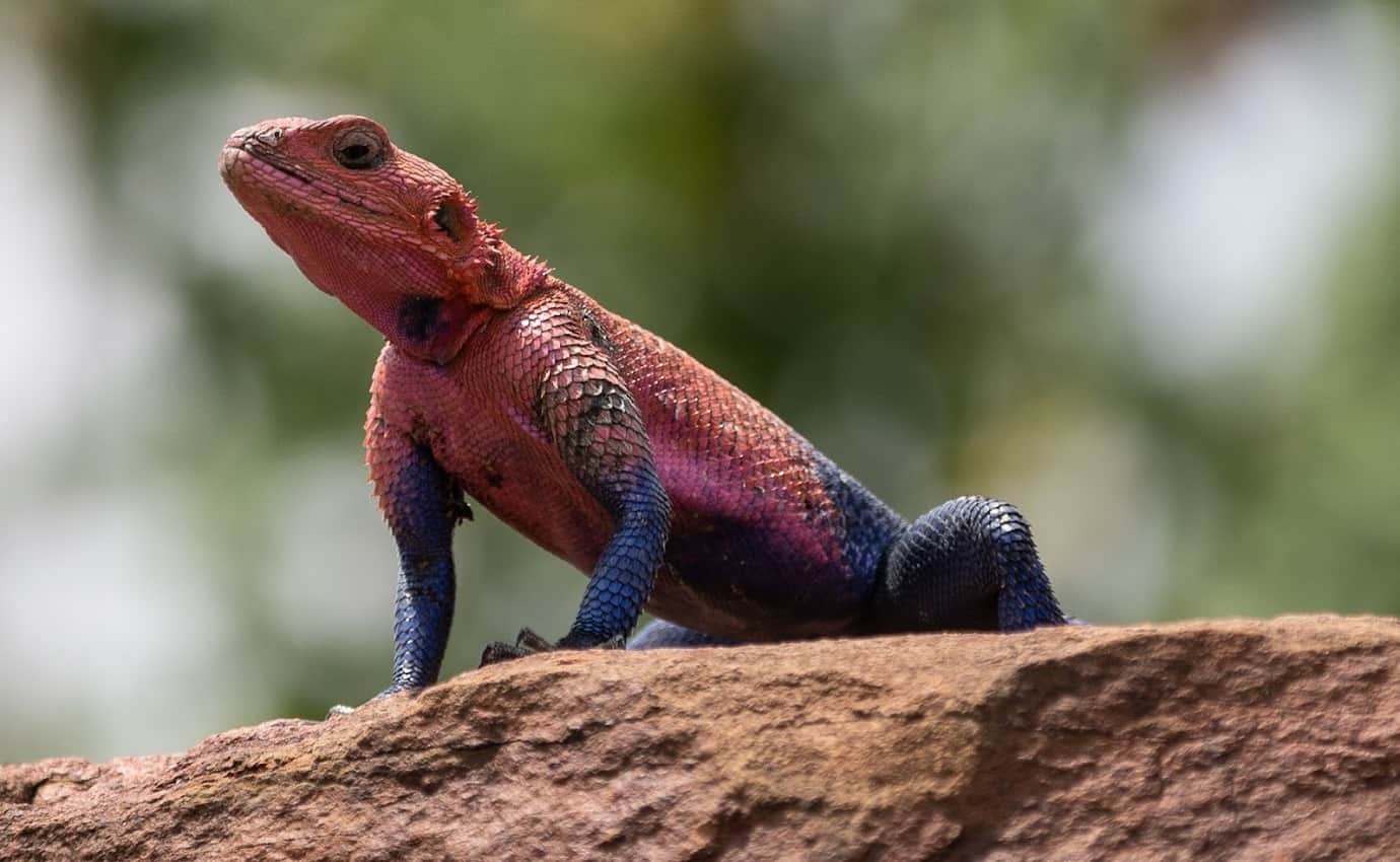 The African Redhead Agama  male lizard has a bright orangeish-red head, dark blue body, and a multicolored tail. These lizards can grow up to a foot long.