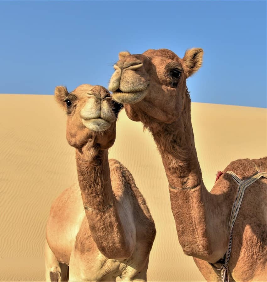 Camel Love Dammam 1