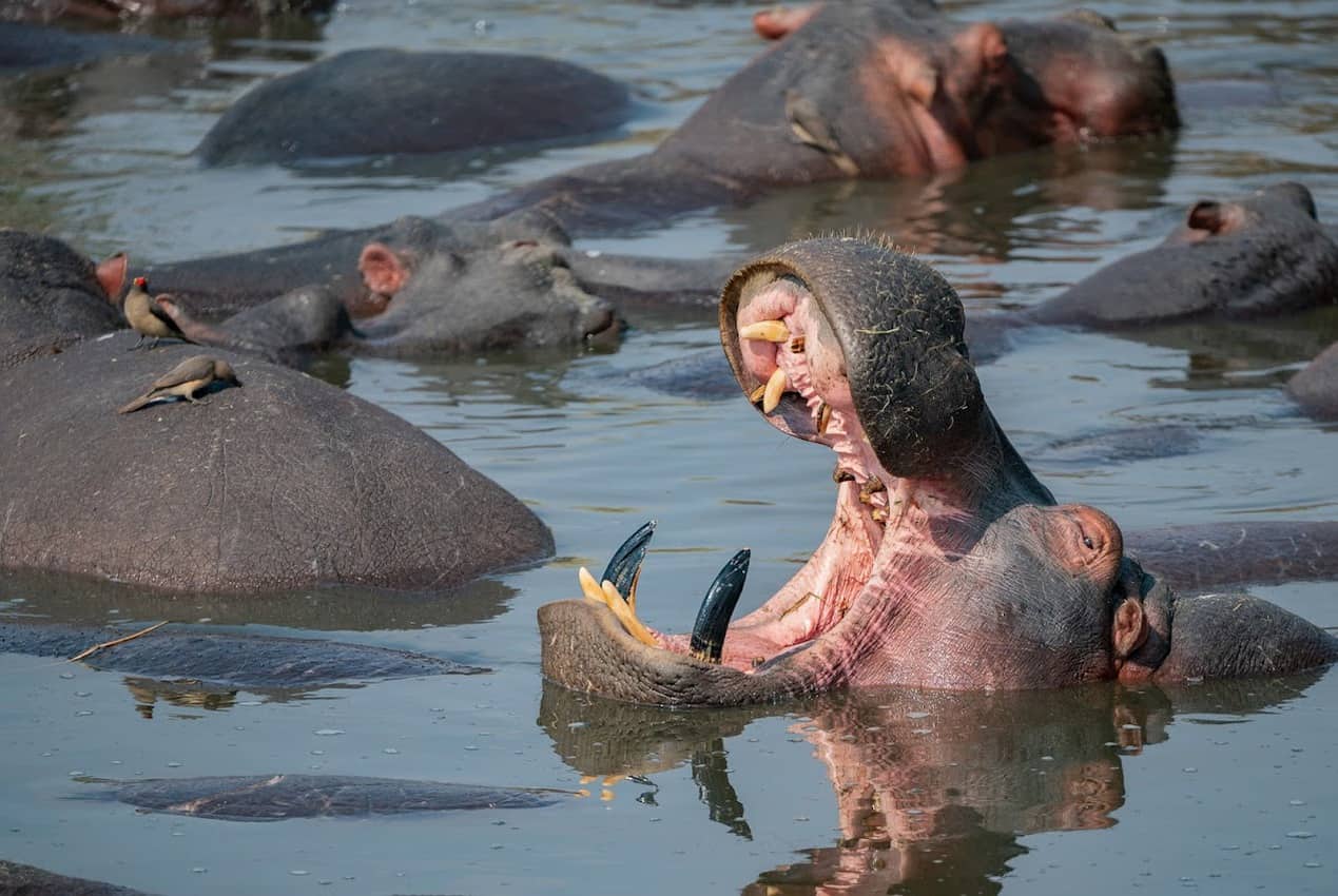 Hippos are the third-largest living land mammal, after elephants and rhinos, and can weigh between 1.4 to 5 tons.