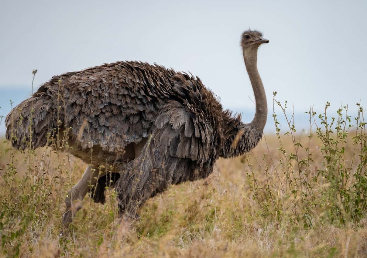 The Masai Ostrich (female shown here) can't fly due to its large size, but compensates by being able to run at speeds of 40 mph.
