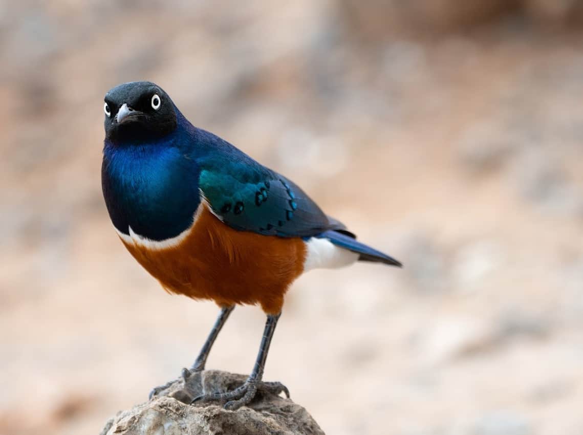 The brilliantly colored Superb Starling can be found around the picnic areas in the Serengeti, hopping about for a crumb or two of someone's lunch.