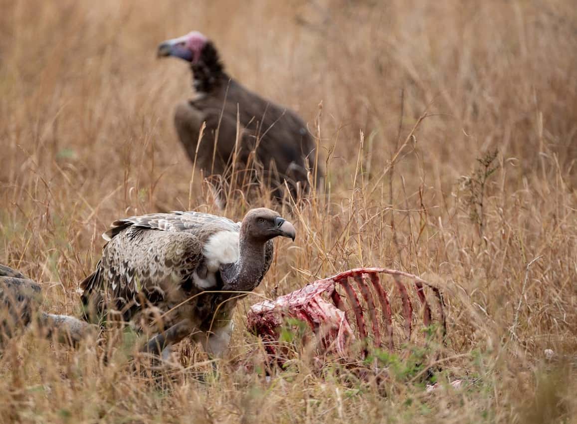 There are 22 species of vultures in Africa, which are often seen cleaning up animal carcasses.