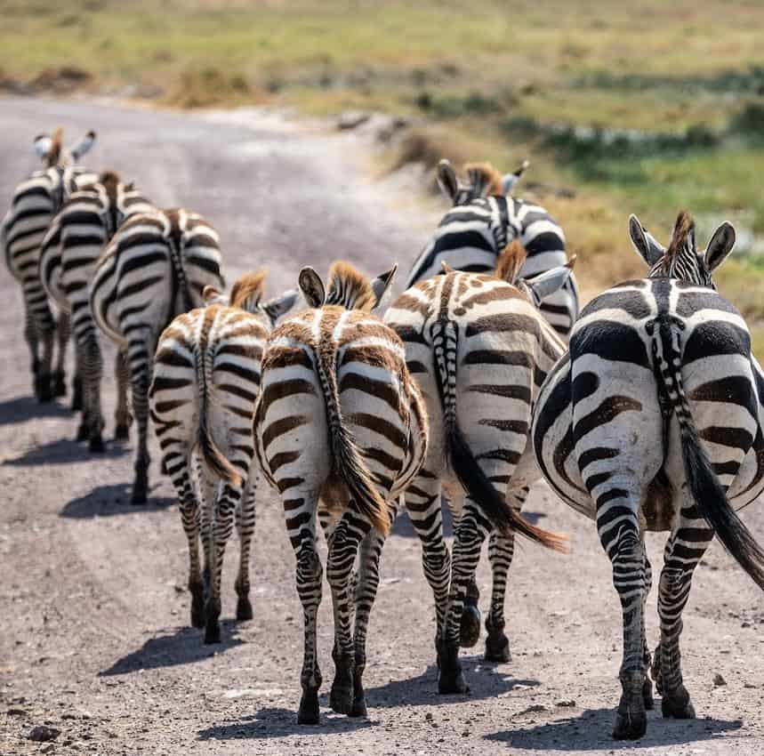 The black and white striped coats of zebras are unique to each animal. When a foal is born, they have reddish-brown stripes which gradually change to black as they grow into adulthood.