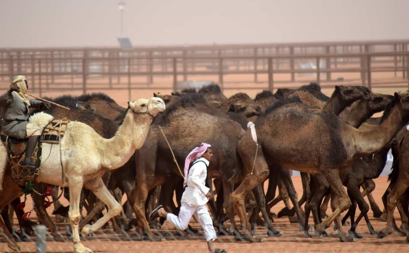 running man with camels 1