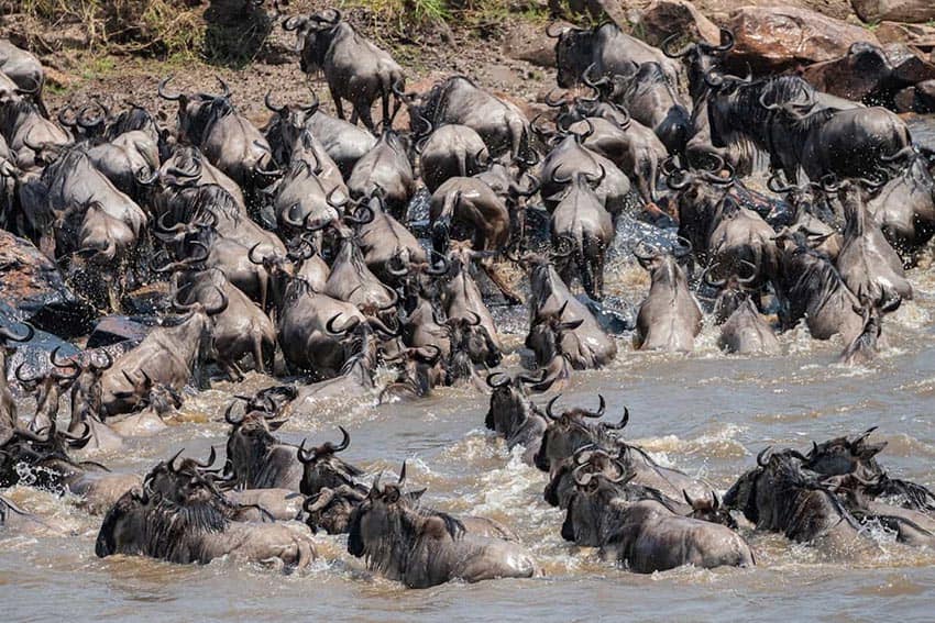 Tanzania Wildebeests