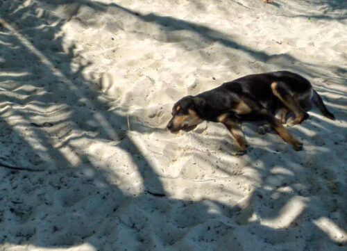 Dog's day at the beach in Providenciales