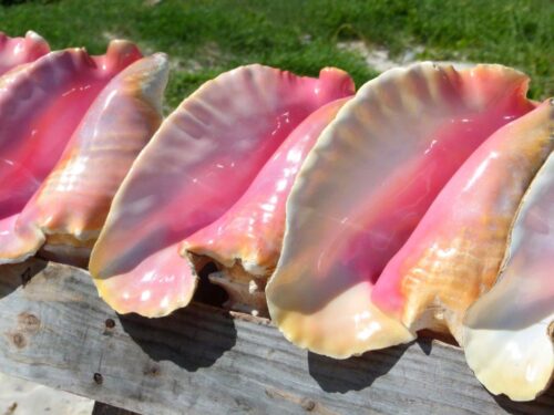 Conch Shells from Providenciales 