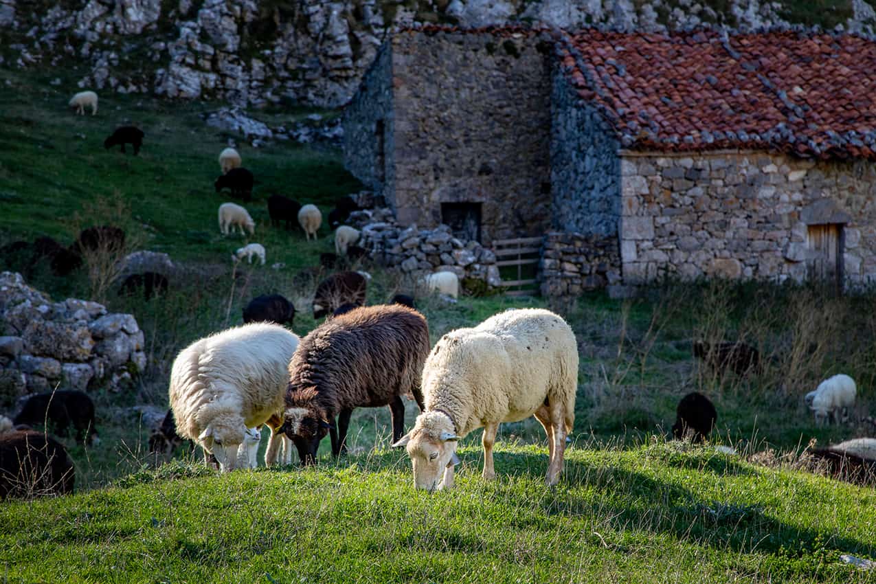 Xalda Asturiana sheep