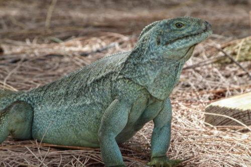 Water Cay Iguana Providenciales