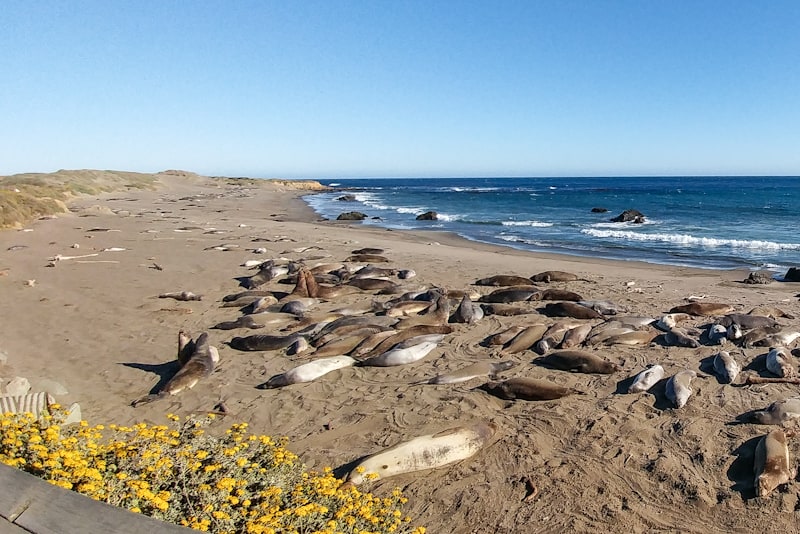 A glimpse into the natural habitat of elephant seals along the Pacific Coast is fascinating, highlighting the symbiotic relationship humans and nature share.