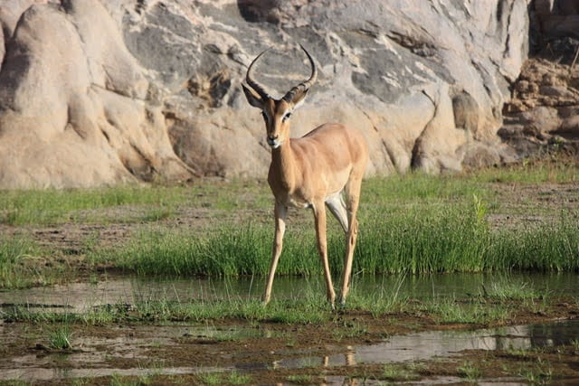 Evidence of Namibia in wetter times the Hoarusib river photo by Tom Daughton