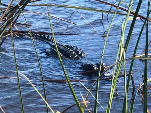 A gator swimming toward our airboat