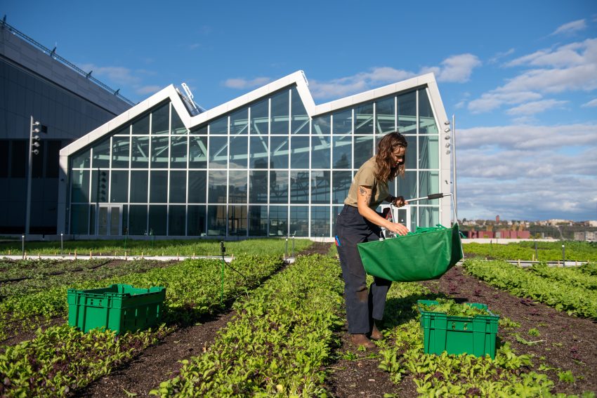 Fall harvest on rooftop farm, photo courtesy of Javits Center