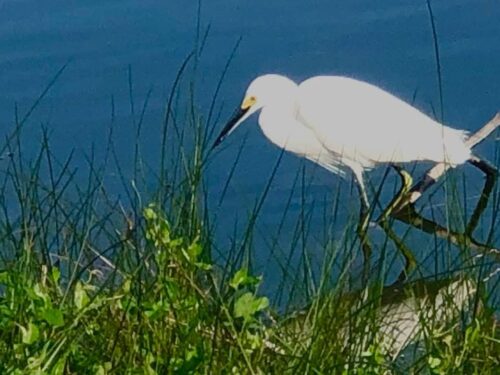 Beautiful snowy egret in the Florida Everglades. The diet of the snowy egret primarily consists of shrimp, small fish, and small invertebrates.