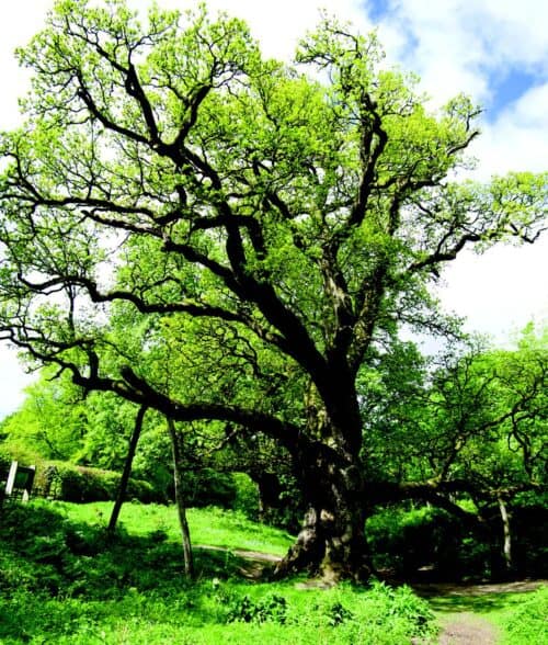 Birnam oak one of the surviving trees of the Great Wood which once covered large tracts of the Highlands