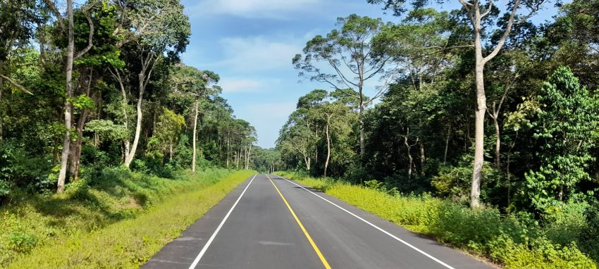 Bugongo rain forest