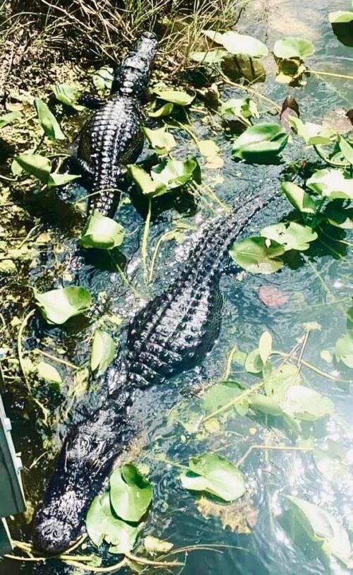 Two gators very close to our airboat in the Everglades.
