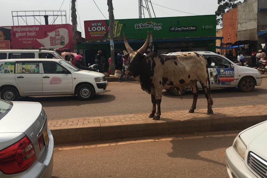 a roadside cow