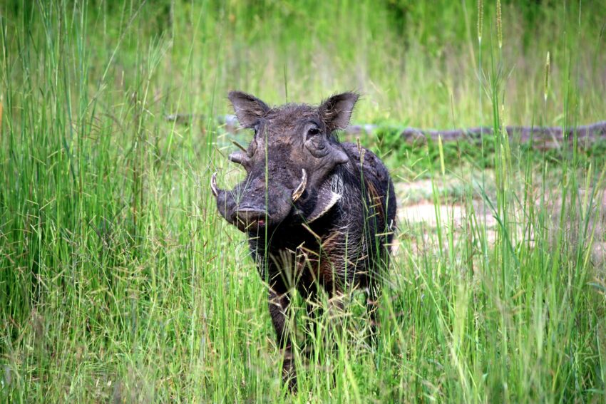 BornWild Travel Adventures  7 Amazing African Wild Animals To See