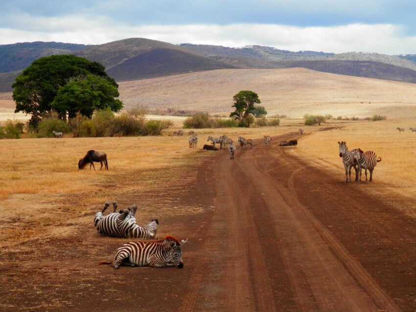 BornWild Travel Adventures  7 Amazing African Wild Animals To See