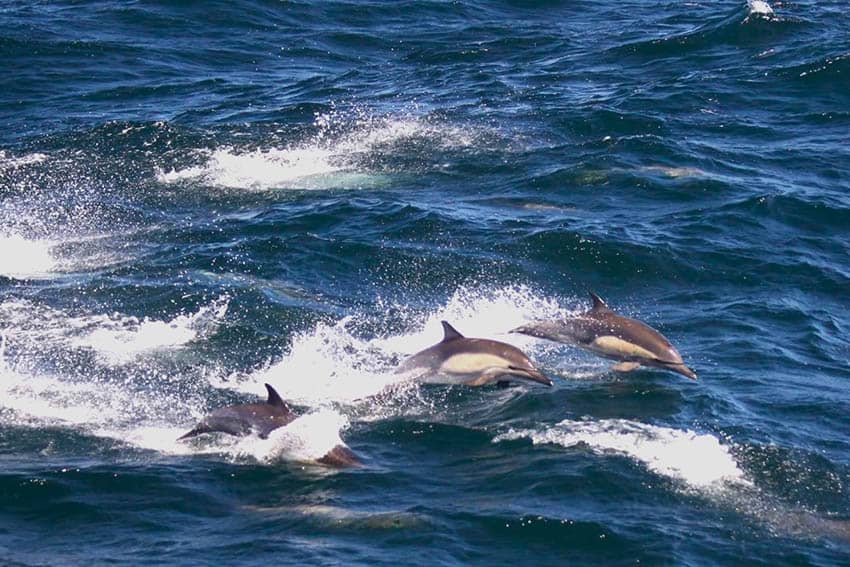 dolphin pod