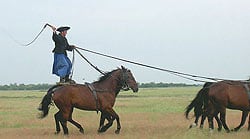Hortobagy plains horseman rides five horses. photo by Max Hartshorne