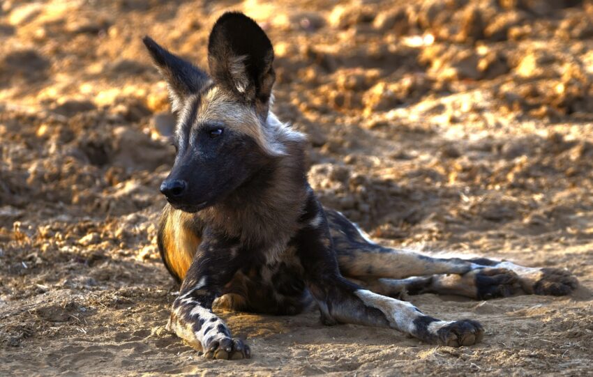 BornWild Travel Adventures  7 Amazing African Wild Animals To See, That  Aren't The Big 5