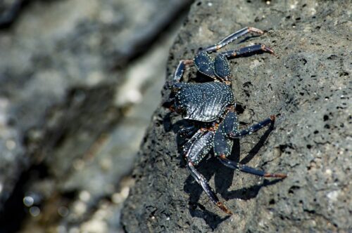 Info This thin-shelled black crab, a native species known as the 'a'ama crab, is one of the many creatures you'll find in the tide pools at Ka`ena Point.