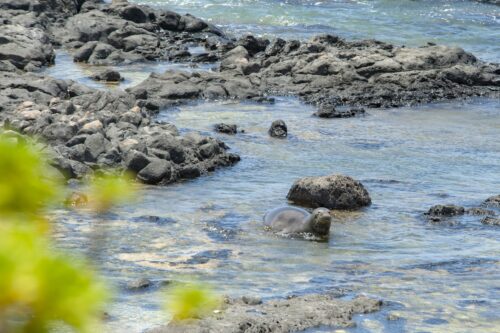 The dark coats of the Hawaiian monk seal allow it to blend in perfectly with the volcanic rock that also lines the shore of Ka`ena Point.