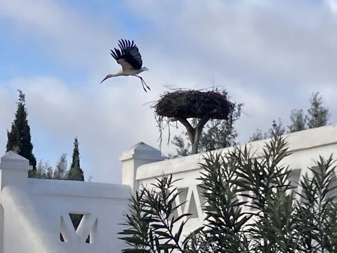 Herdade do Sobroso Stork Takes Flight scaled