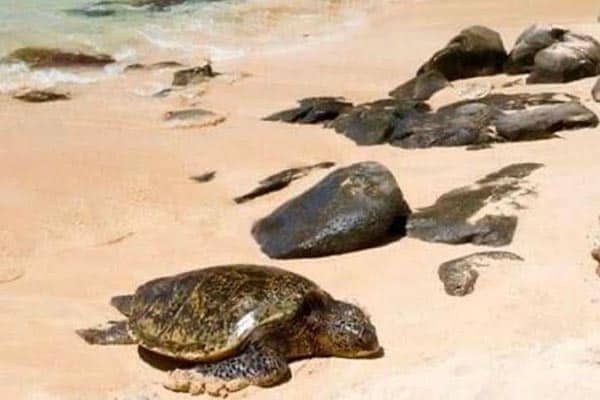 Sea Turtles at Laniakea Beach