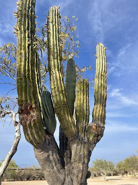 Cordon Cactus