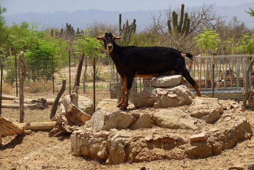 goat pen