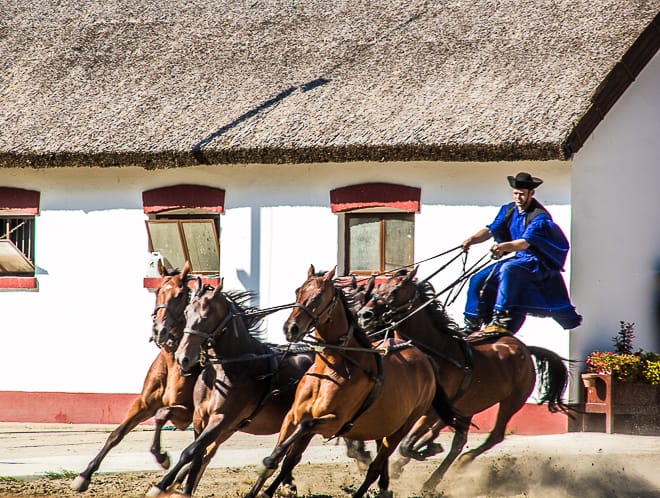 During the Puszta-Five, a rider steers five horses while balancing on two horses’ backs.