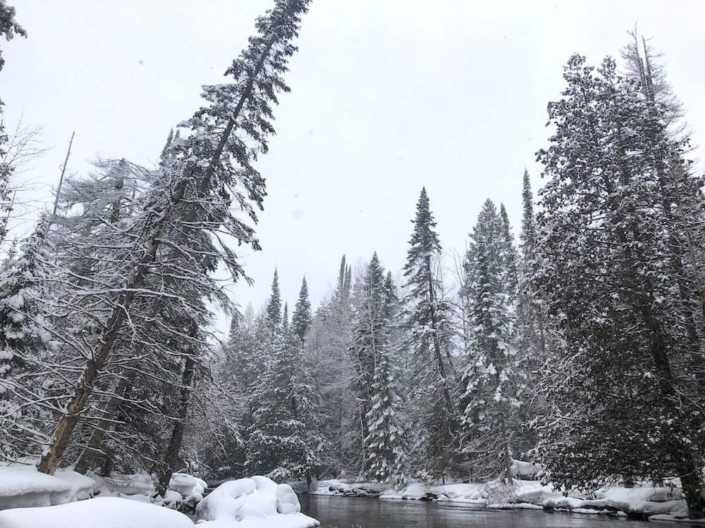 snow laden pine trees along the jordan river