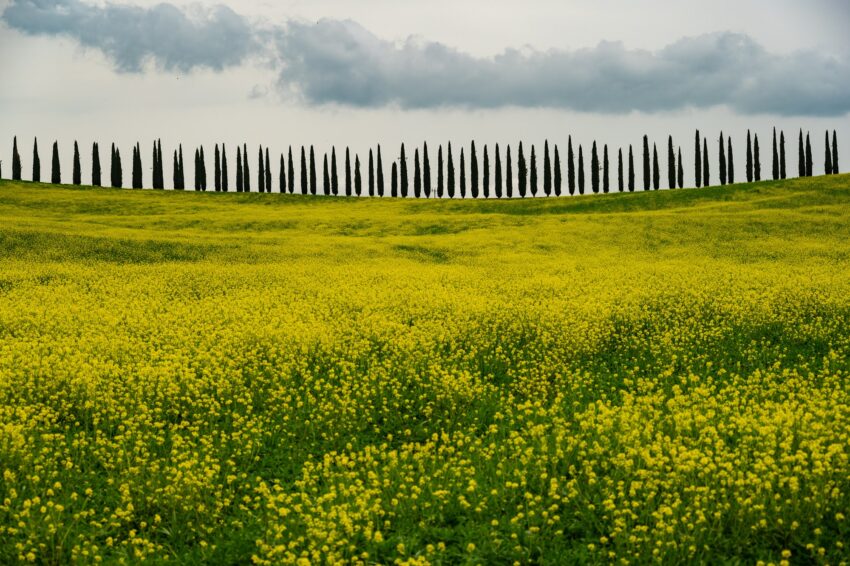 Cyprus trees are a hallmark of the Tuscan landscape, and are seen lining the gravel roads that lead into the farms and villas. The yellow flowers are mustard plants.