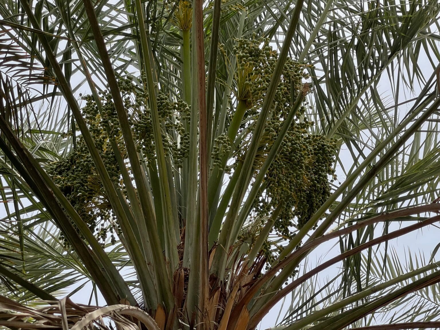 Dates growing in a date palm tree.