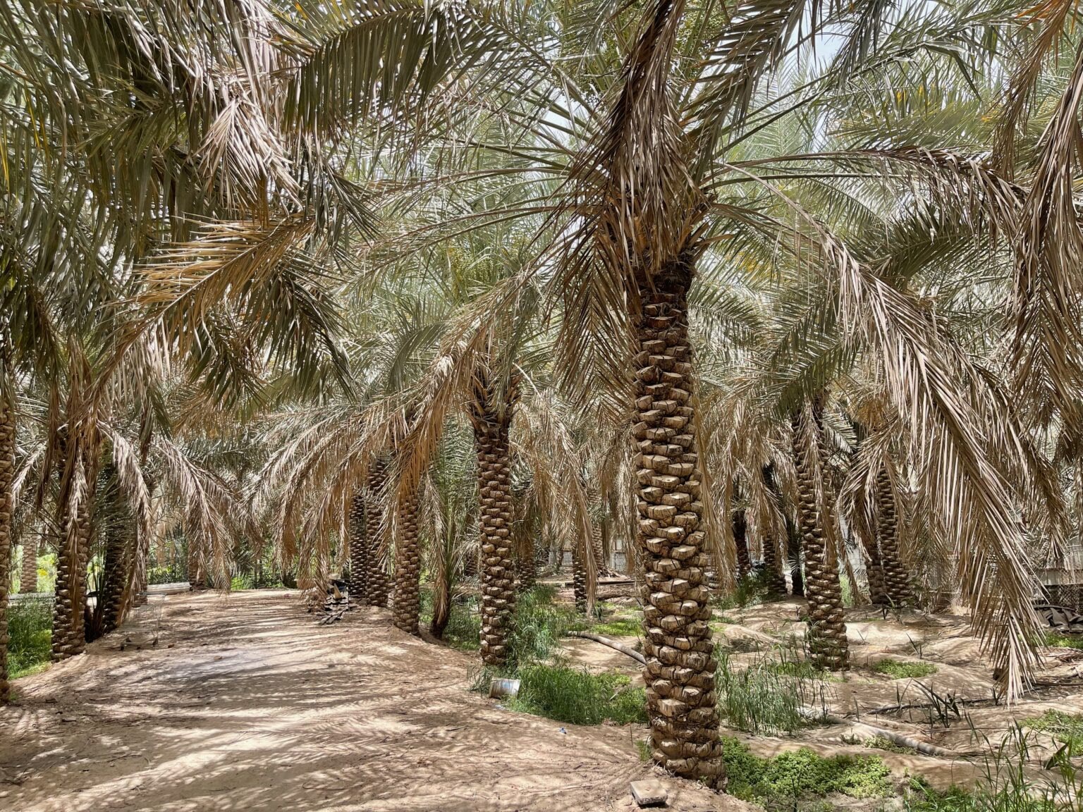 Al-Ahsa Oasis