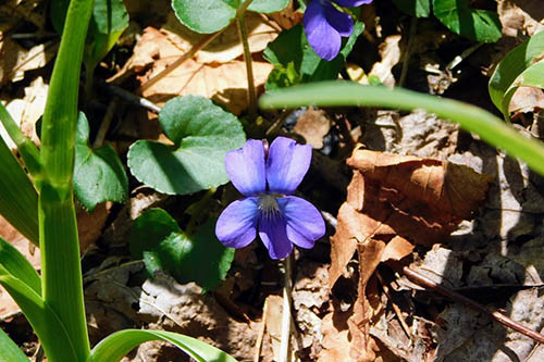 Woolly Blue Violet by the Kephart Prong Trail